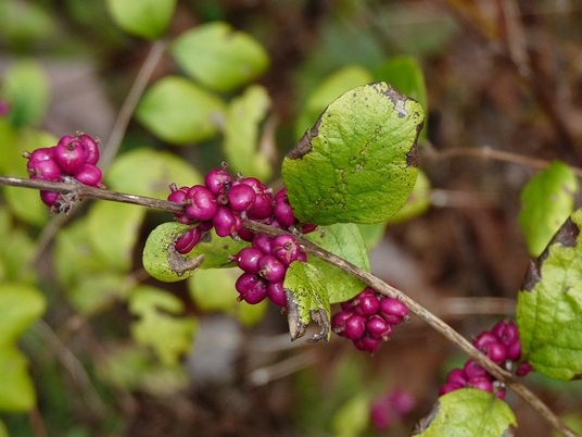 {Symphoricarpos orbiculatus}